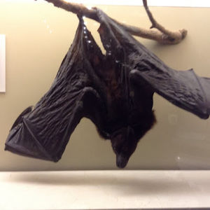 Meet your Posher, Nathan